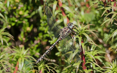 Austroaeschna flavomaculata