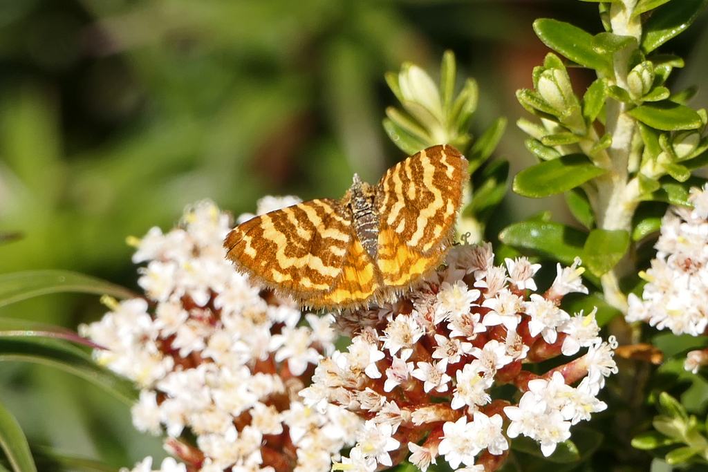 Chrysolarentia chrysocyma from Nelse VIC 3699, Australia on February 13 ...