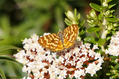 Chrysolarentia chrysocyma