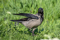 Corvus cornix