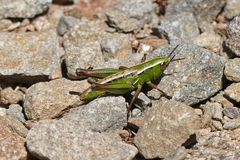 Kosciuscola usitatus