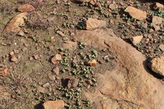 Mossia intervallaris