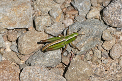 Kosciuscola usitatus