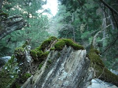 Symblepharis dendrophila