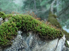 Symblepharis dendrophila