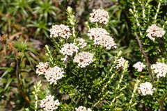 Ozothamnus alpinus