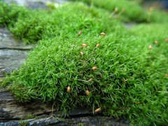 Symblepharis dendrophila