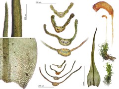 Symblepharis dendrophila