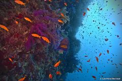 Pomacanthus maculosus