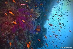 Pomacanthus maculosus