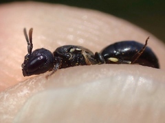 Hylaeus cornutus