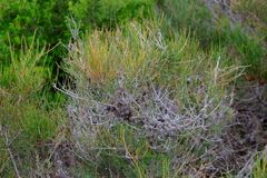 Allocasuarina misera