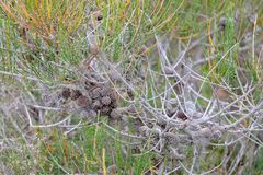 Allocasuarina misera