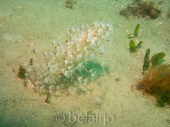 Veretillidae