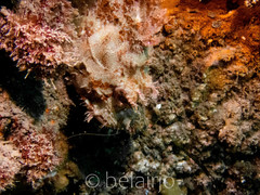 Scorpaena jacksoniensis