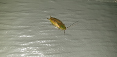 Mediastinia