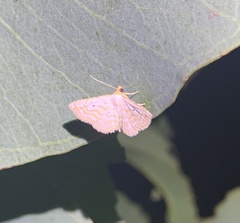 Notarcha