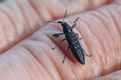 Rhinotia brunnea