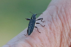 Rhinotia brunnea