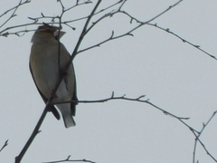 Coccothraustes coccothraustes