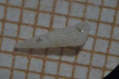 Turbonilla lactea