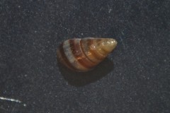 Cingula trifasciata