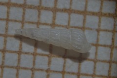 Turbonilla lactea