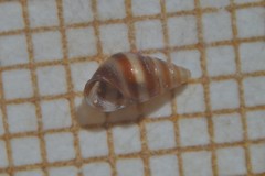 Cingula trifasciata
