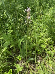 Neotinea tridentata tridentata