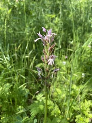 Neotinea tridentata tridentata