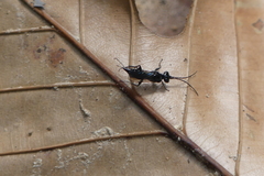 Dolichurus