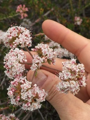 Eriogonum fasciculatum fasciculatum