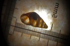 Cingula trifasciata