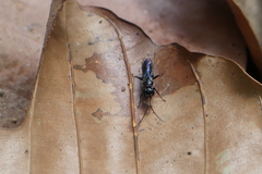 Dolichurus