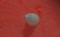 Turbonilla lactea