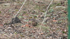 Turdus merula