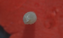 Turbonilla lactea