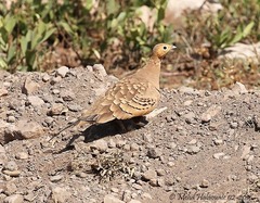 Pterocles exustus olivascens