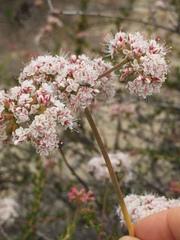 Eriogonum fasciculatum fasciculatum