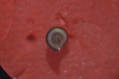 Cingula trifasciata