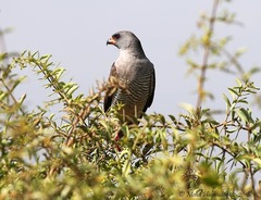 Micronisus gabar aequatorius