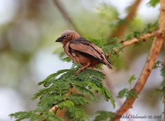 Pseudonigrita arnaudi