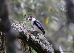 Prionops poliolophus