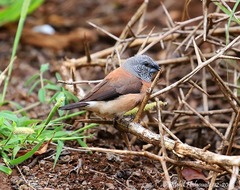 Spermestes griseicapilla