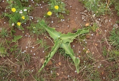 Eucomis autumnalis clavata