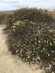 Eriogonum fasciculatum fasciculatum