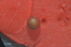 Cingula trifasciata