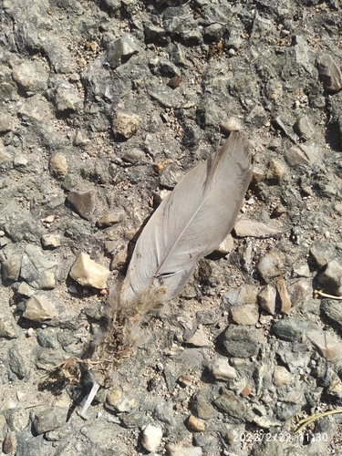 Plume de Tourterelle turque