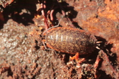 Protracheoniscus politus