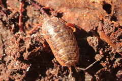 Protracheoniscus politus